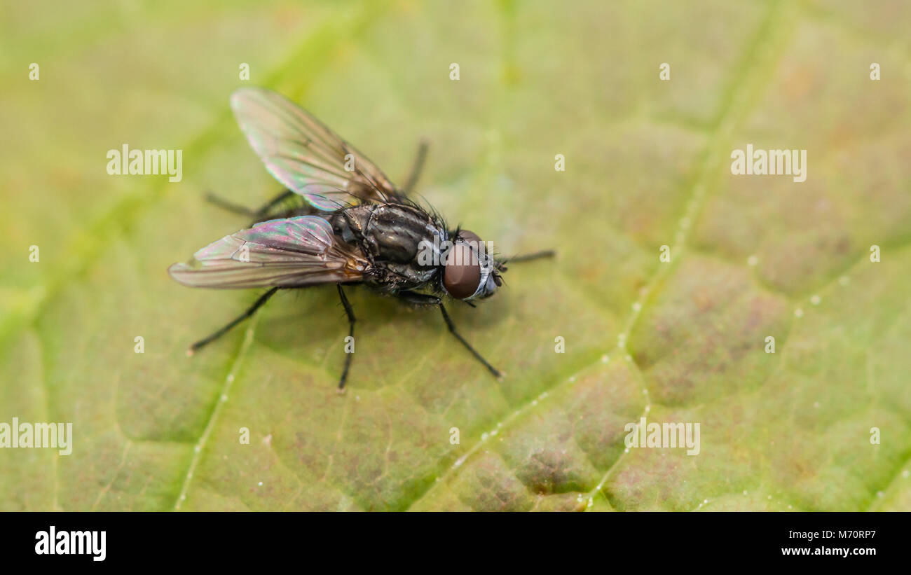 A macro shot of a flesh fly sitting on a green leaf. Stock Photo