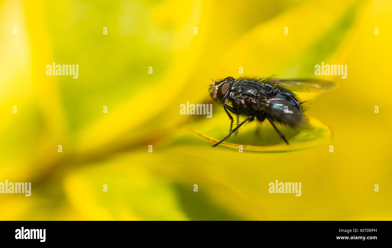 A macro shot of a fly sunning itself while resting on the leaves of a privet hedge. Stock Photo