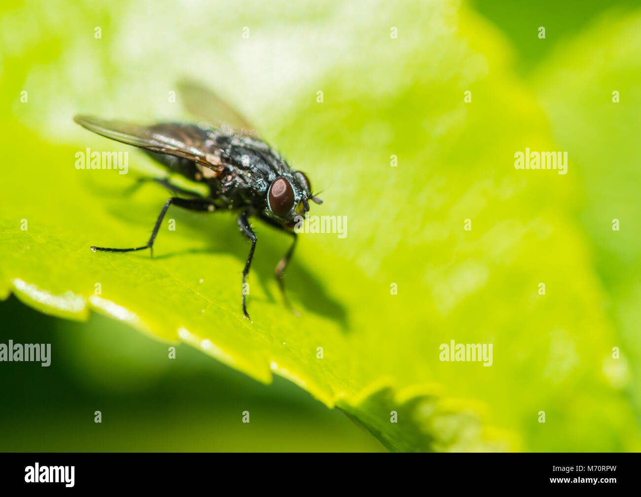 A macro shot of a fly sitting on a green leaf Stock Photo - Alamy