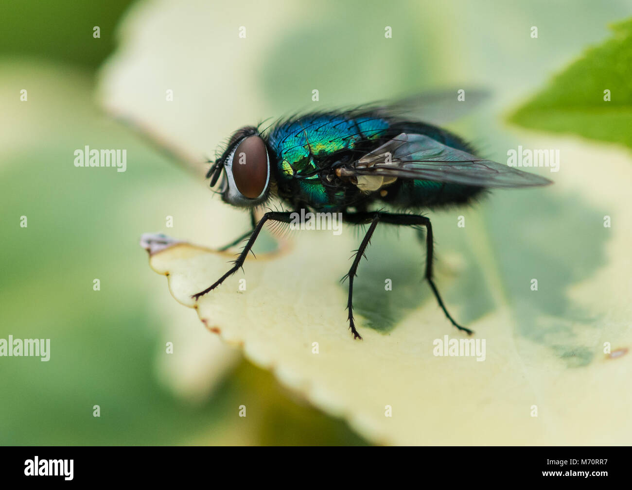 A macro shot of a greenbottle fly sitting on a green leaf Stock Photo ...