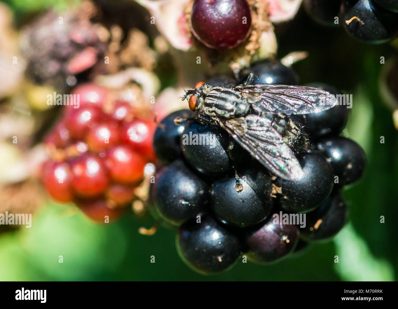 A macro shot of a fly feeding on some brambles. Stock Photo