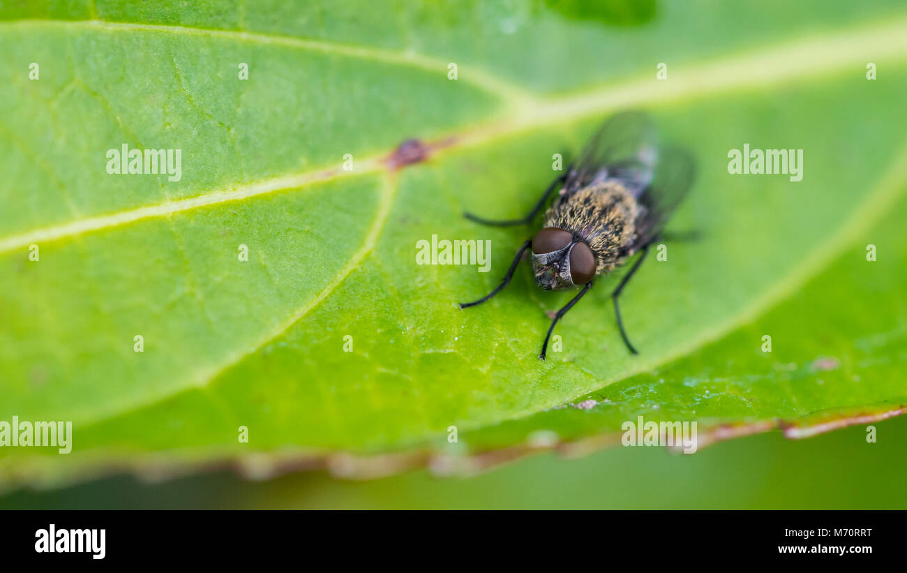 A macro shot of a fly sitting on a green leaf Stock Photo - Alamy