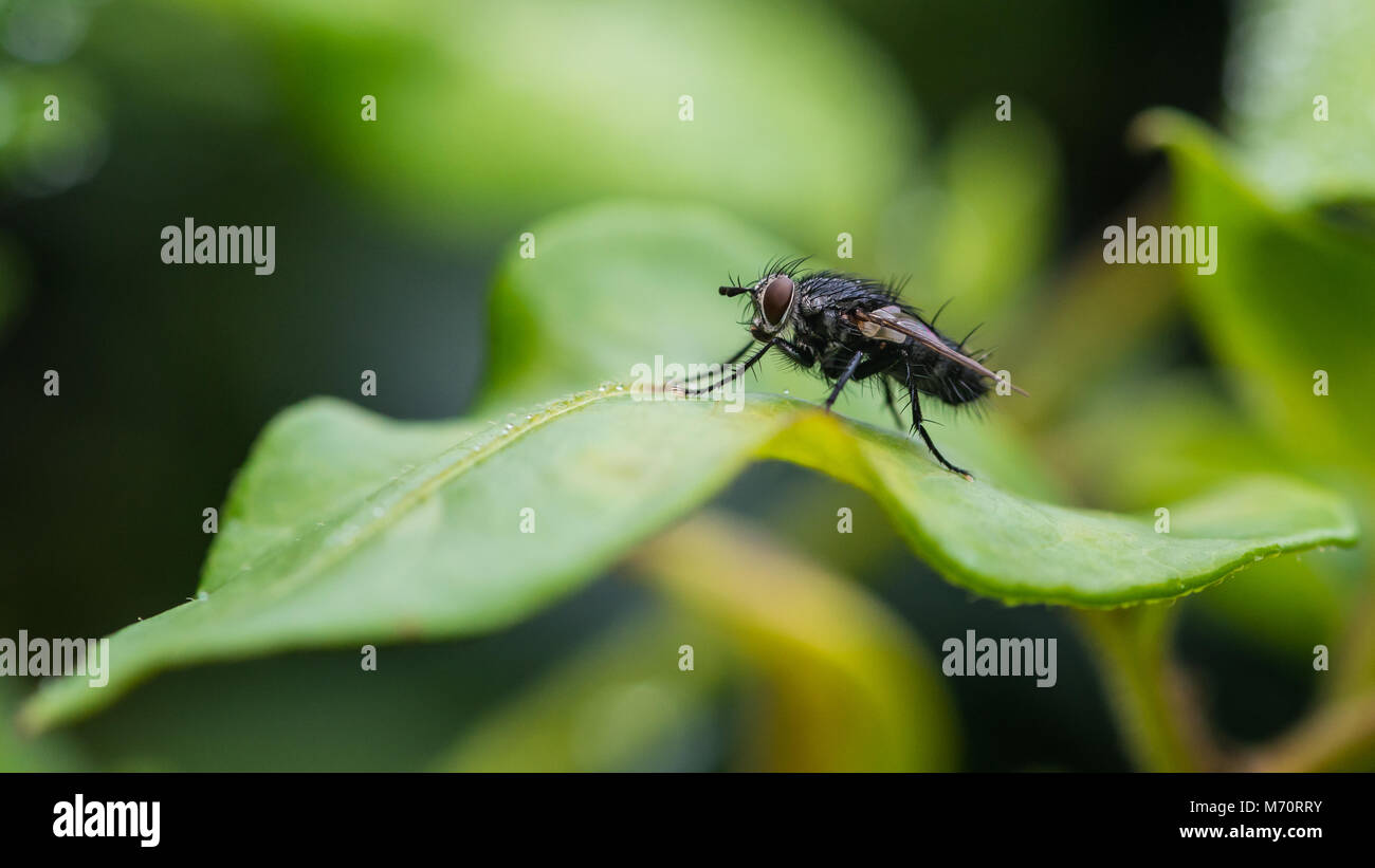 A macro shot of a fly sitting on a green leaf Stock Photo - Alamy