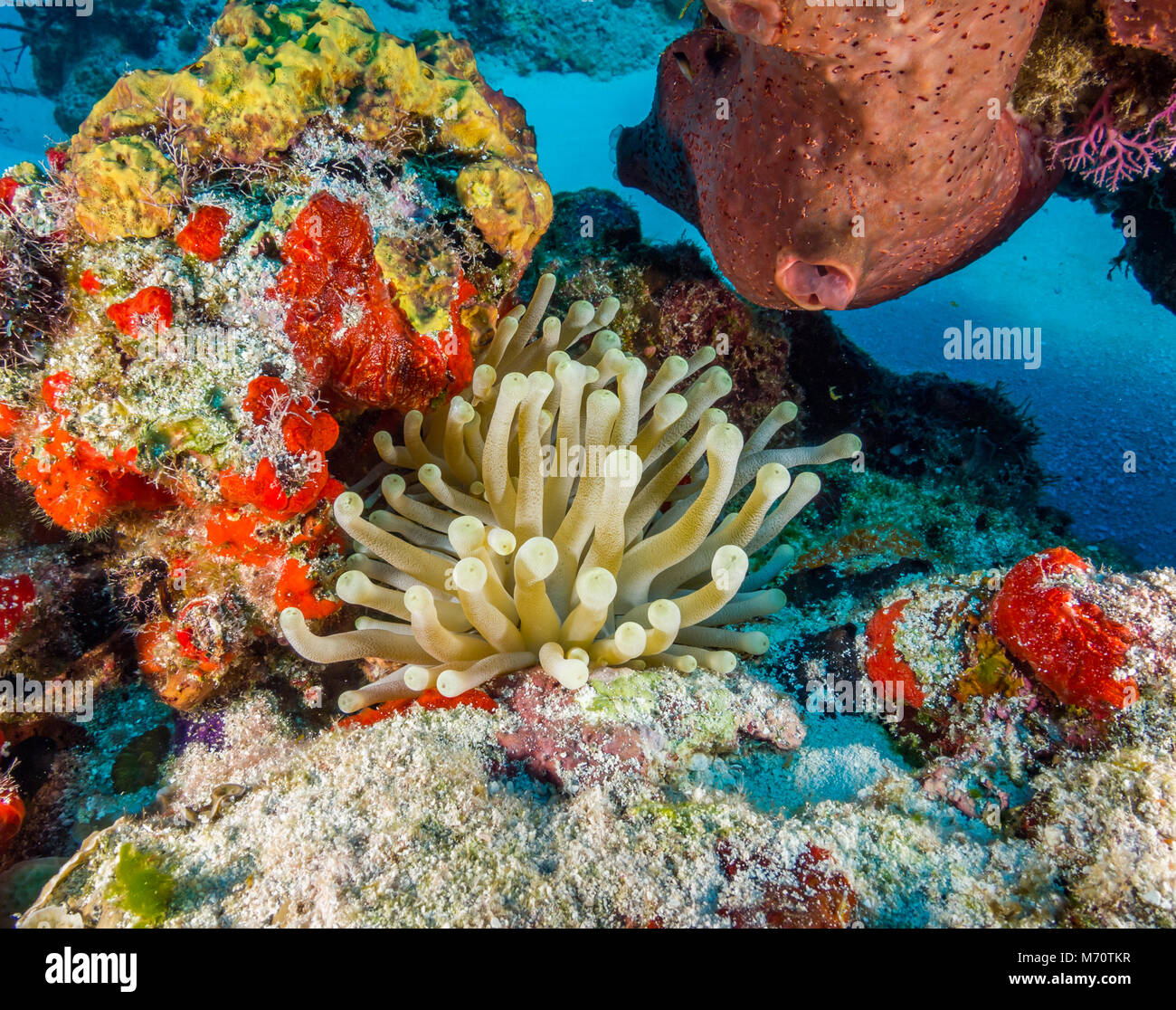 Giant Anemone in Coral Reef Stock Photo