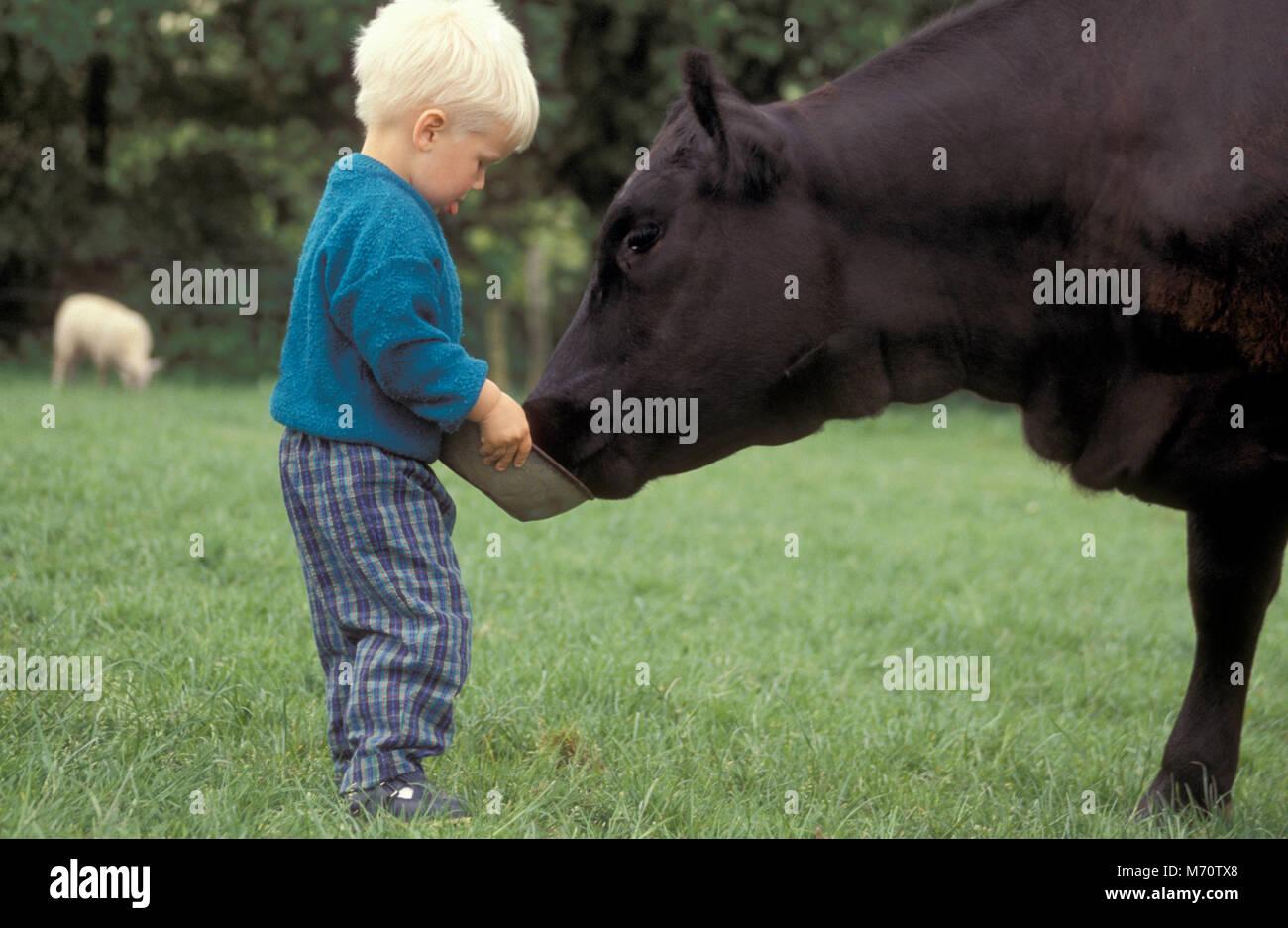 little boy feeding black cow from bowl Stock Photo Alamy
