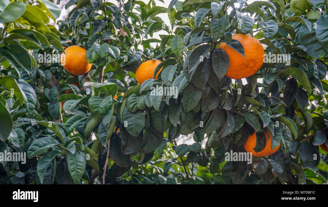 Bitter Orange Tree closeup 2 Stock Photo Alamy