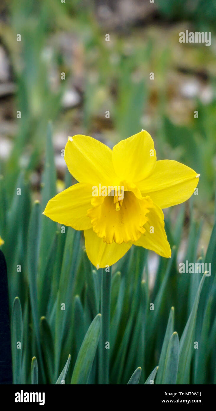 Daffodil California closeup 1. Stock Photo
