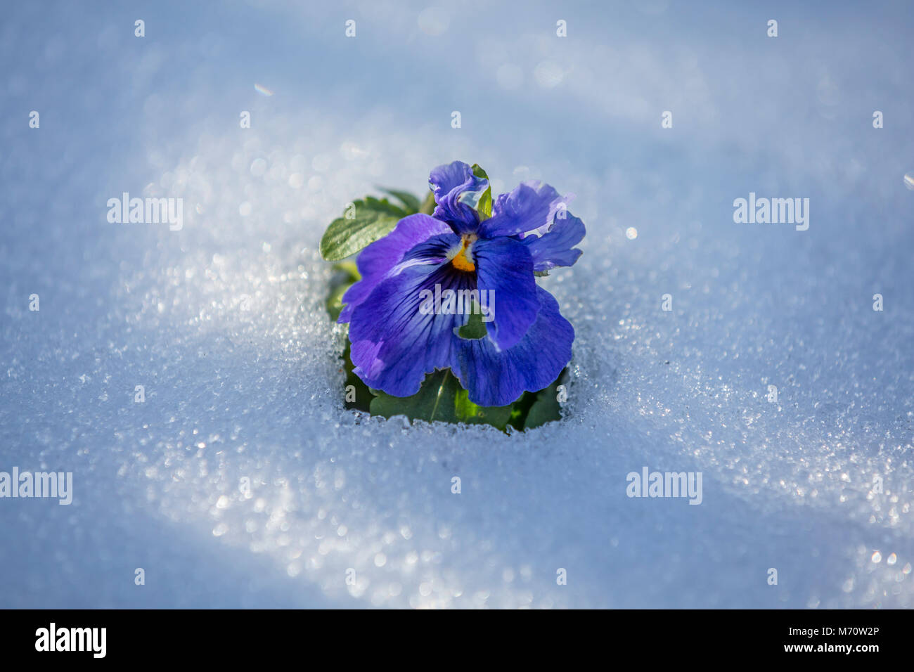 A pansy in the snow. Stock Photo