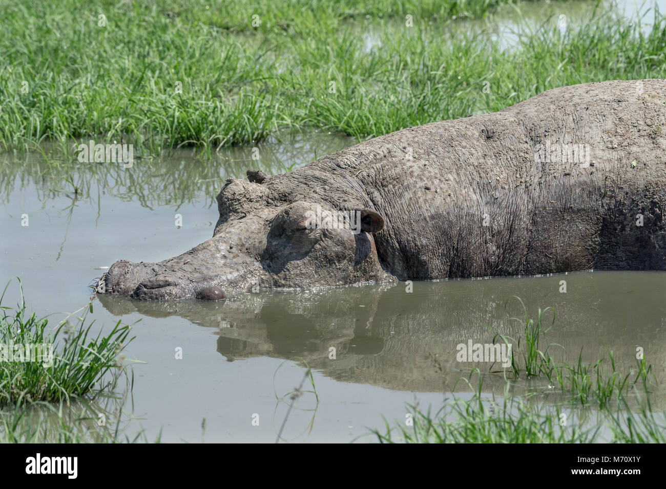 Mudcaked hippopotamus (Hippopotamus amphibius) asleep in a shallow