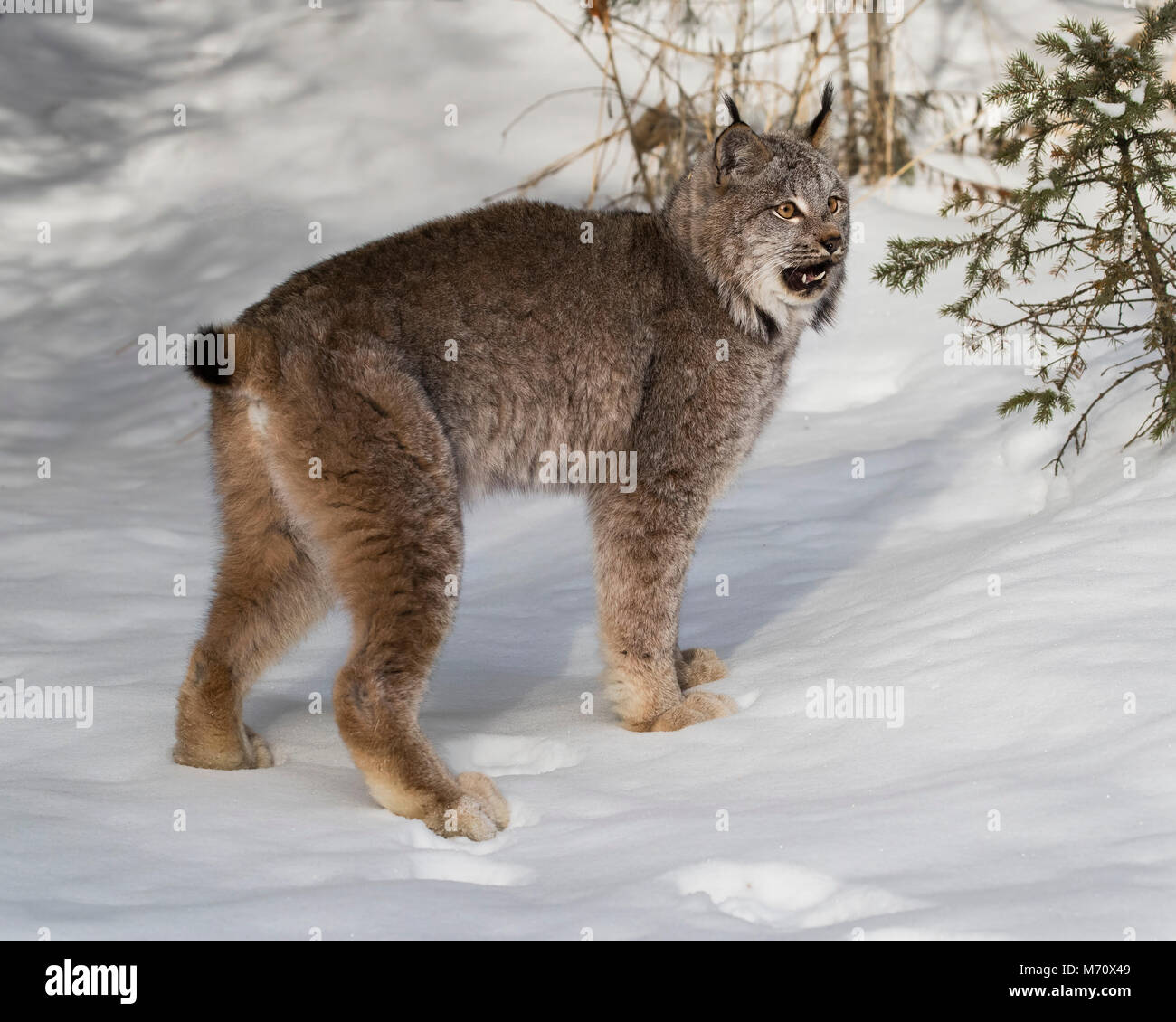 Канадская рысь бурый медведь лось. Канадская Рысь шуба. Lynx Canadian страница. Покажи голую Рысь. Lynx Stubby Tail.