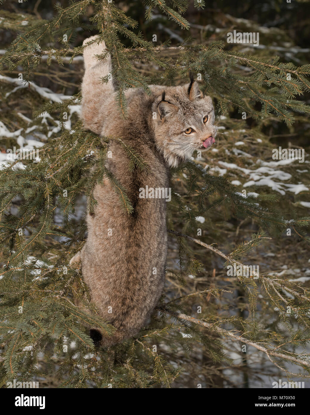 Canada Lynx Stock Photo