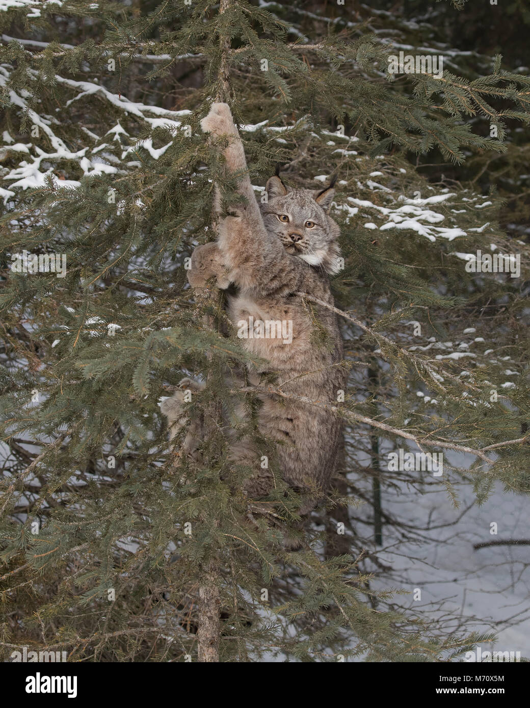 Canada Lynx Stock Photo