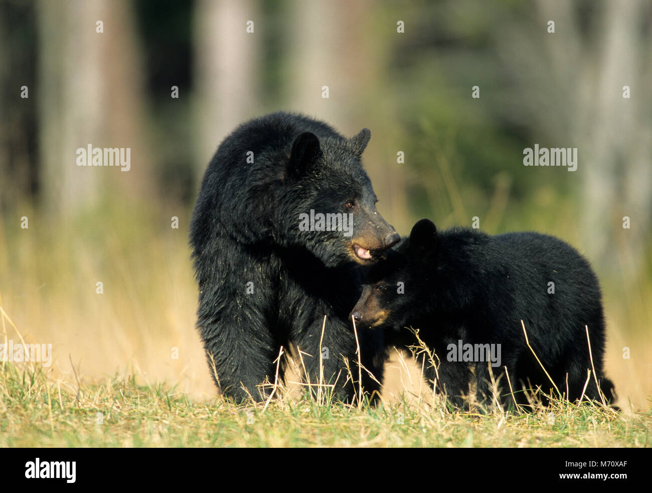 01872-007.05  Black Bear (Ursus americanus) female with 2 cubs  Great Smoky Mountains National Park  TN Stock Photo