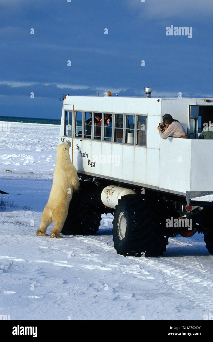 Tundra buggy hi-res stock photography and images - Alamy