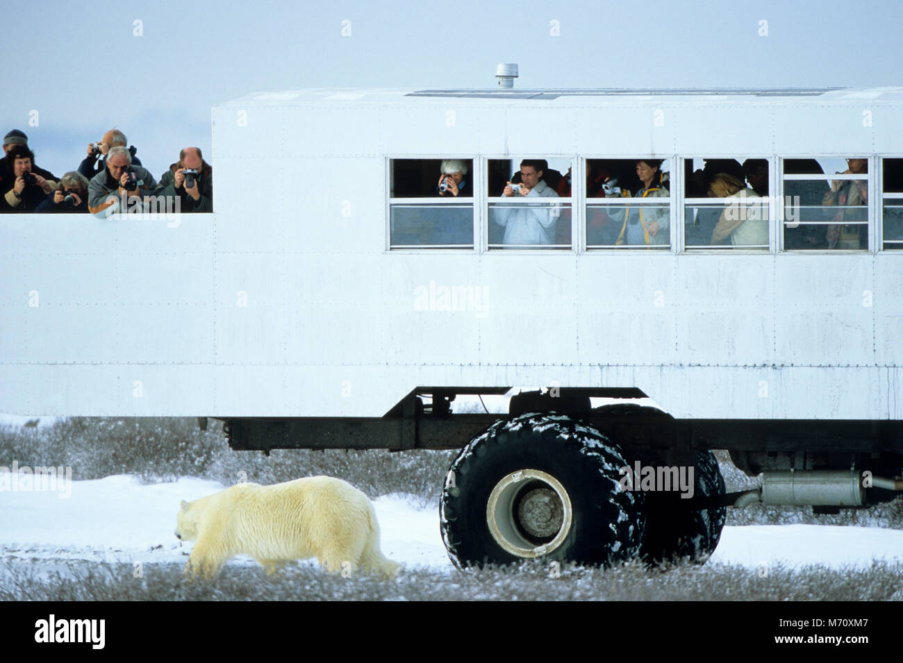 Ugabuga* - Casual Polar Bear