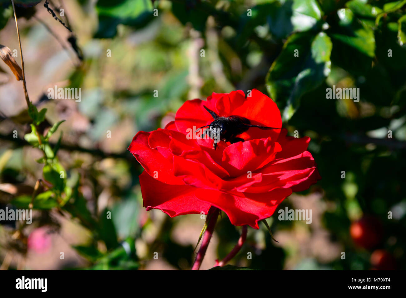 Red rose and insect Stock Photo - Alamy