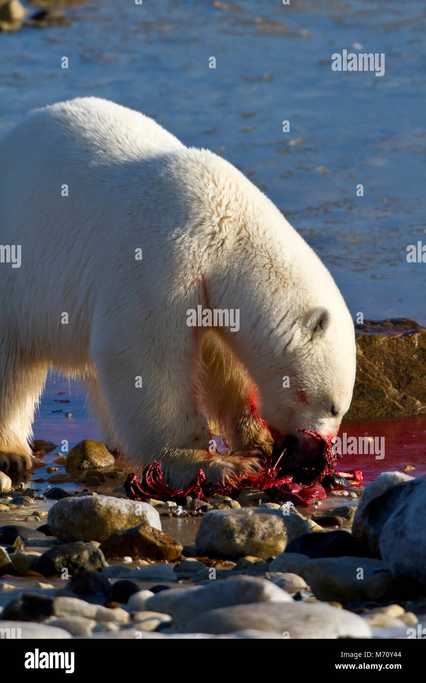 01874-12809 Polar bear (Ursus maritimus) eating Ringed Seal (Phoca hispida)  in winter, Churchill Wildlife Management Area, Churchill, MB Canada Stock Photo