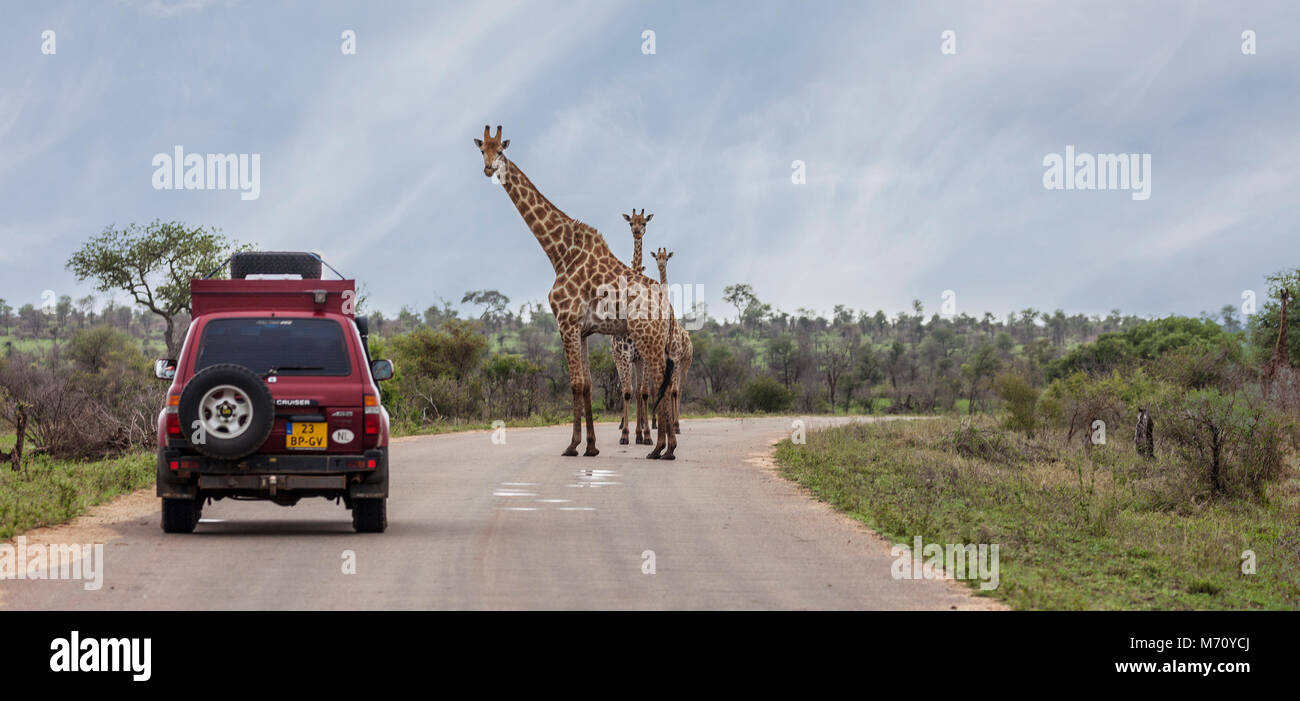 A tower of Southern Giraffes, Giraffa giraffa or Giraffa cameloporadlis giraffa, causing a holdup in  Kruger NP, South Africa Stock Photo