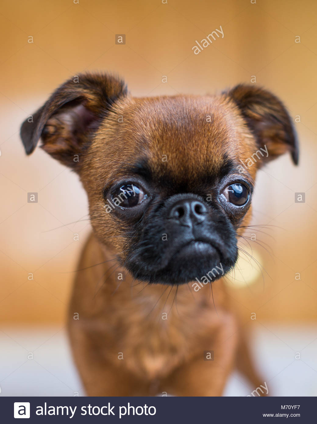 Brown Red Brussels Griffon Puppy Looking Toward Camera With Calm