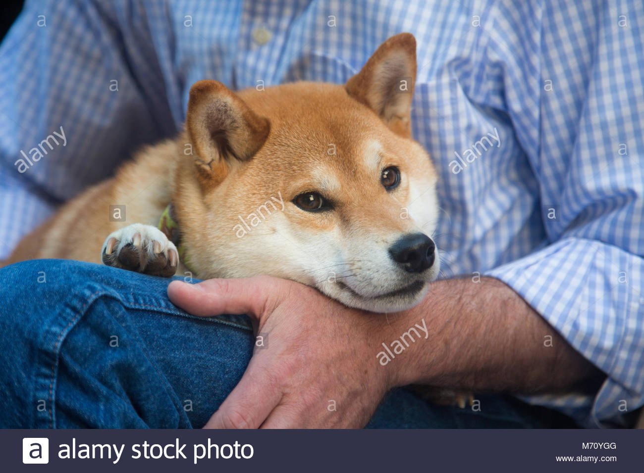 Close Up Of Red And White Shiba Inu Resting Chin On A