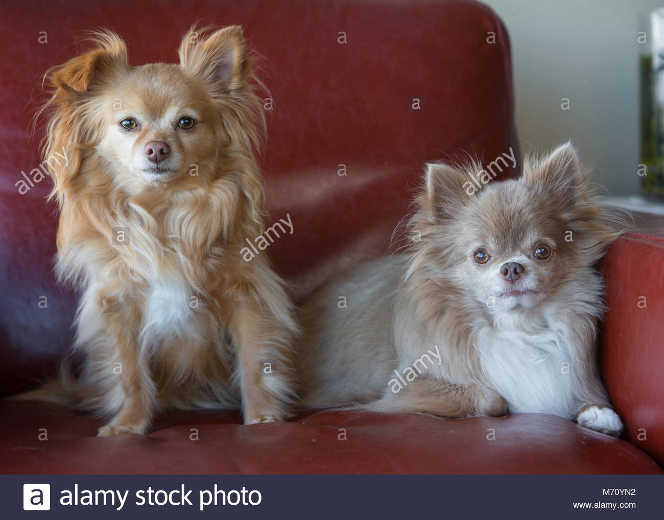 Tan And Silver Longhaired Chihuahuas Sitting Next To Each Other On