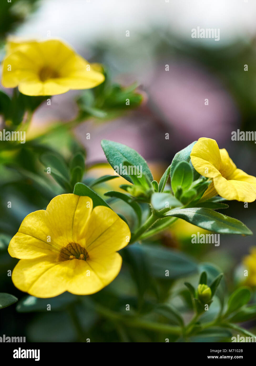 Close up of yellow petunia flowers in full bloom, also known as Solanaceae. Stock Photo