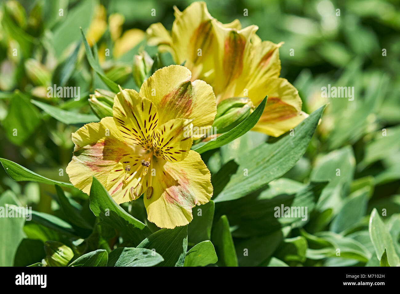 Rhododendron luteum or yellow azalea flower blossoms in full bloom. Stock Photo