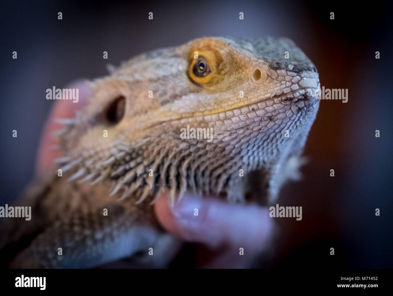 23 February 2018, Germany, Leiferde: A pogona at the NABU (German Nature and Biodiversity Conservation Union) center for protection of endangered species. The NABU looks back on the year 2017. Photo: Peter Steffen/dpa Stock Photo