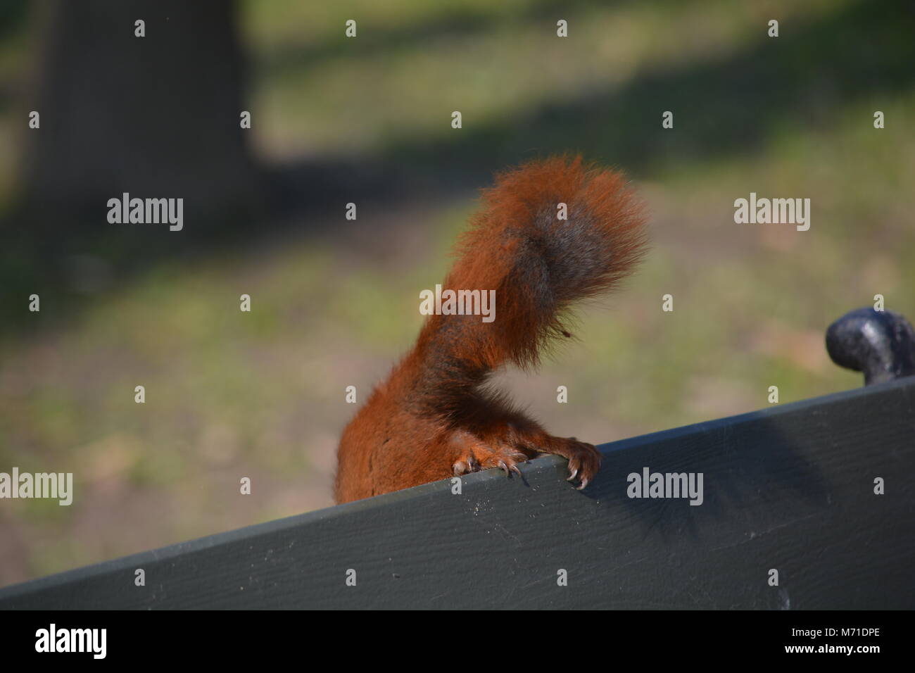 Red squirrel running off a park bench Stock Photo