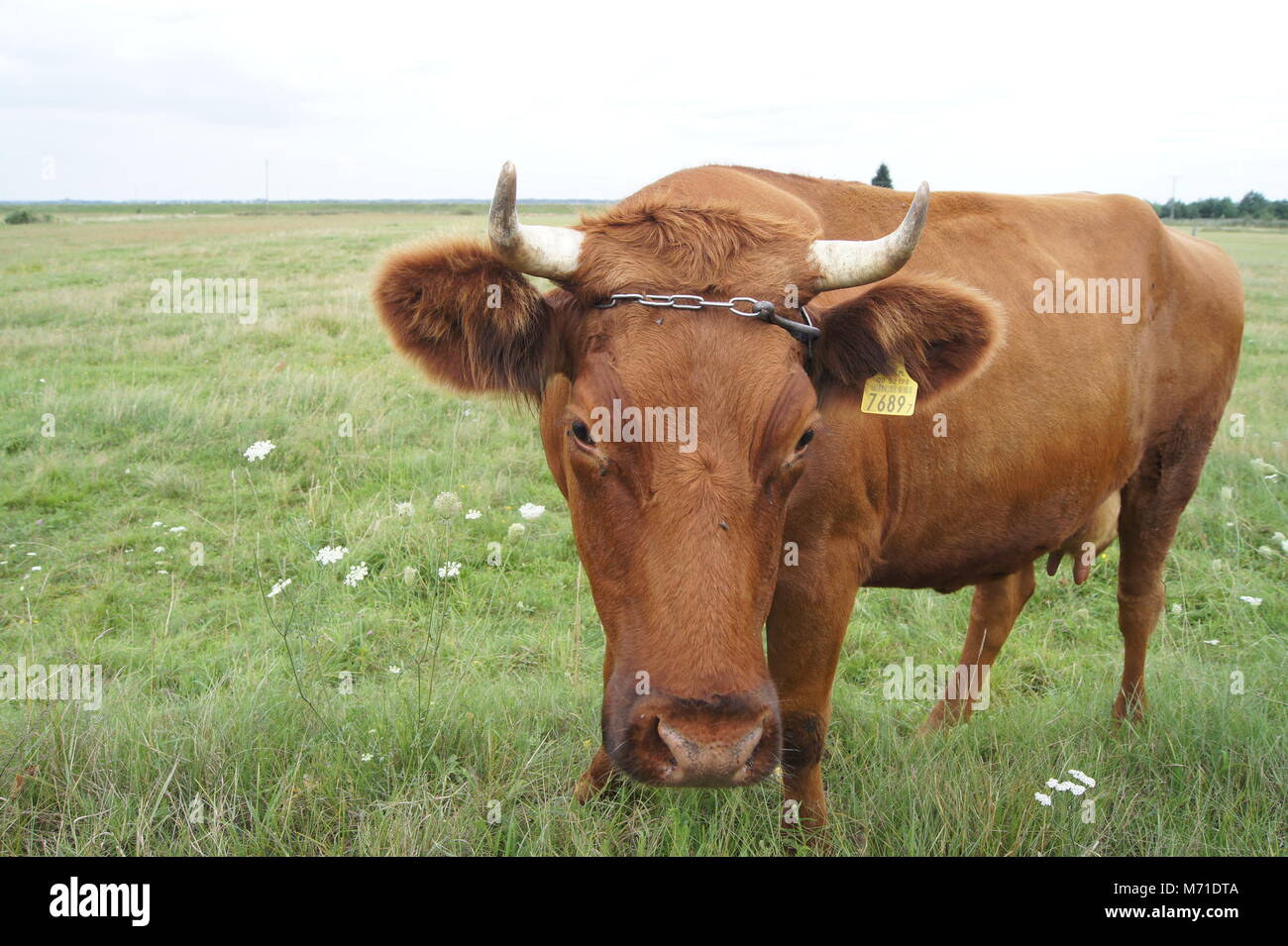 Polish red cow in a pasture, close-up Stock Photo - Alamy
