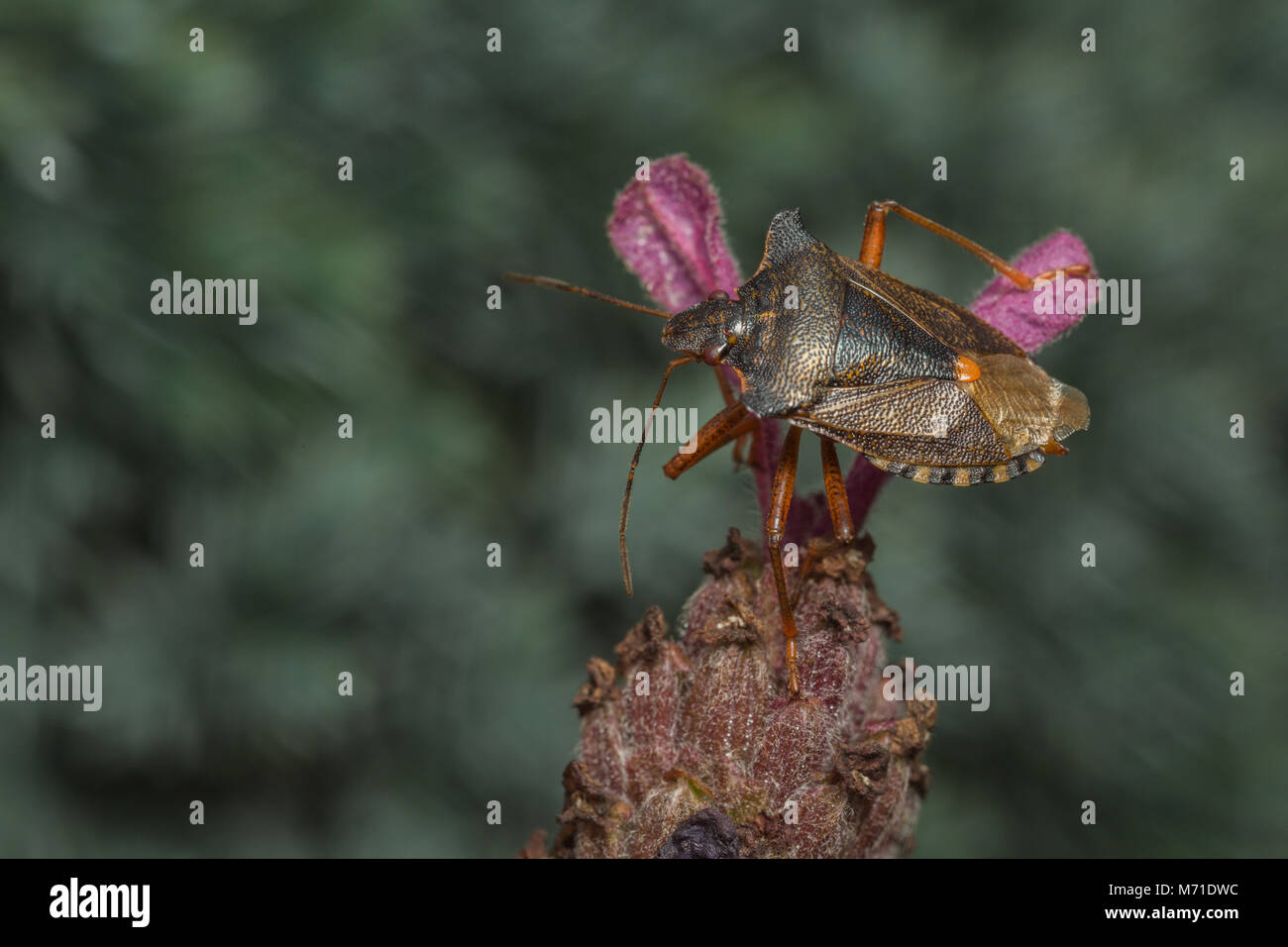 A Forest Bug (also known as Red-legged Shieldbug) on a Lavender flower. Stock Photo