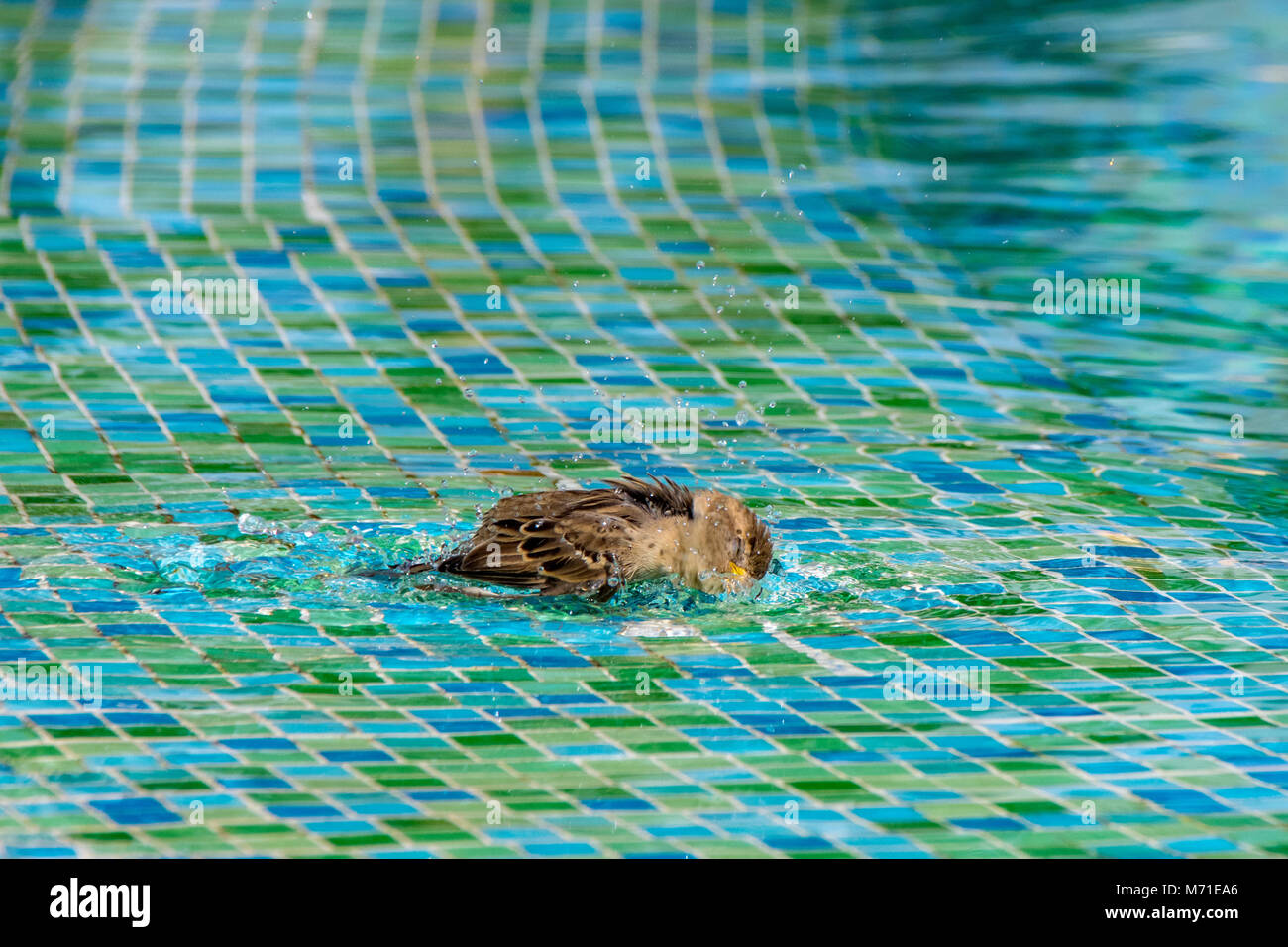 Female wild sparrow having a bird bath in shallow swimming pool water ...
