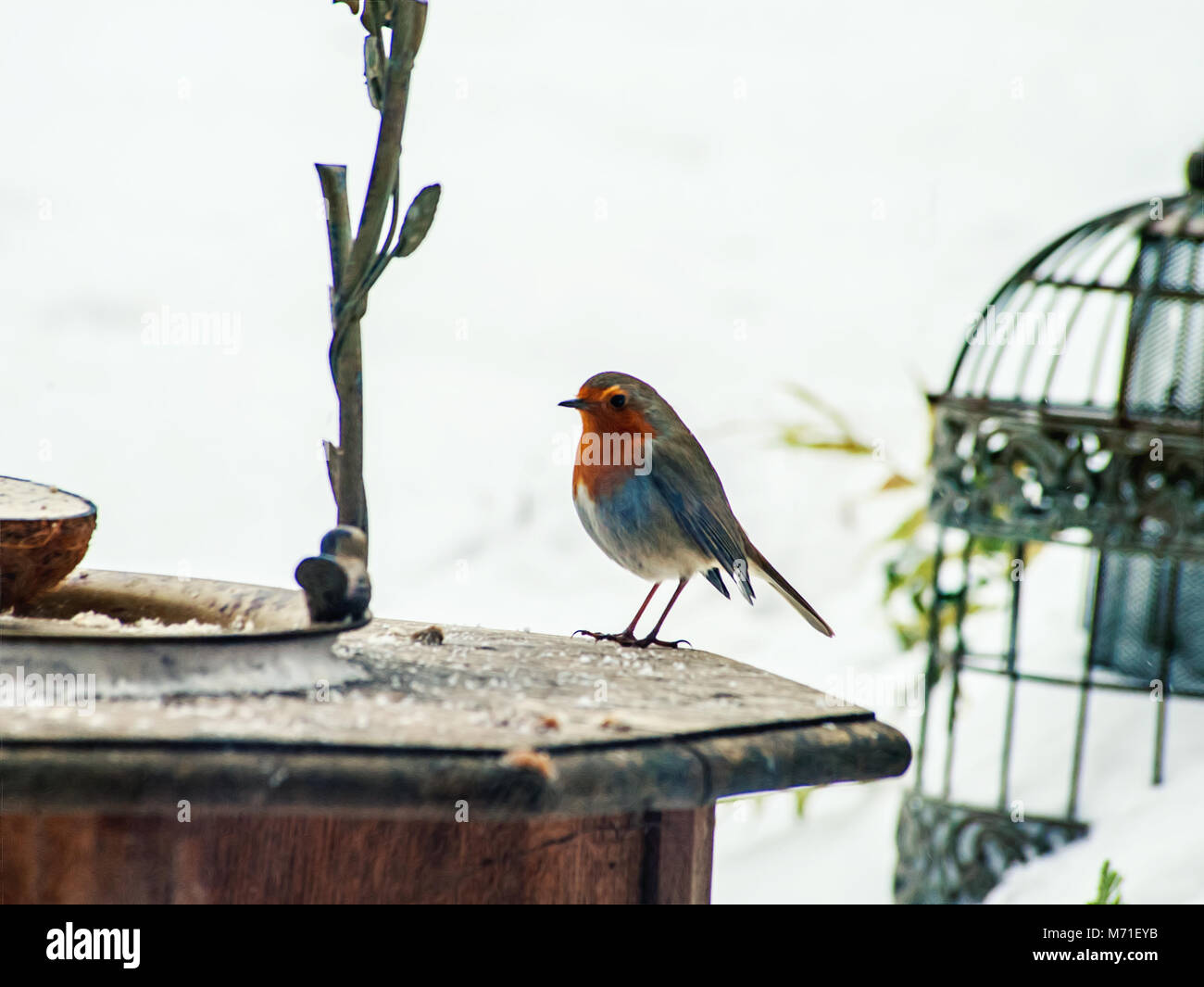 birds feeding in the winter garden Stock Photo Alamy
