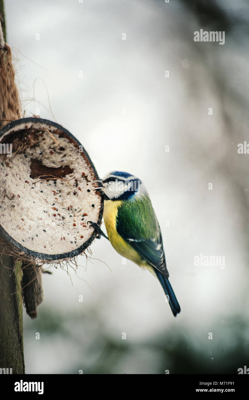 birds feeding in the winter garden Stock Photo Alamy