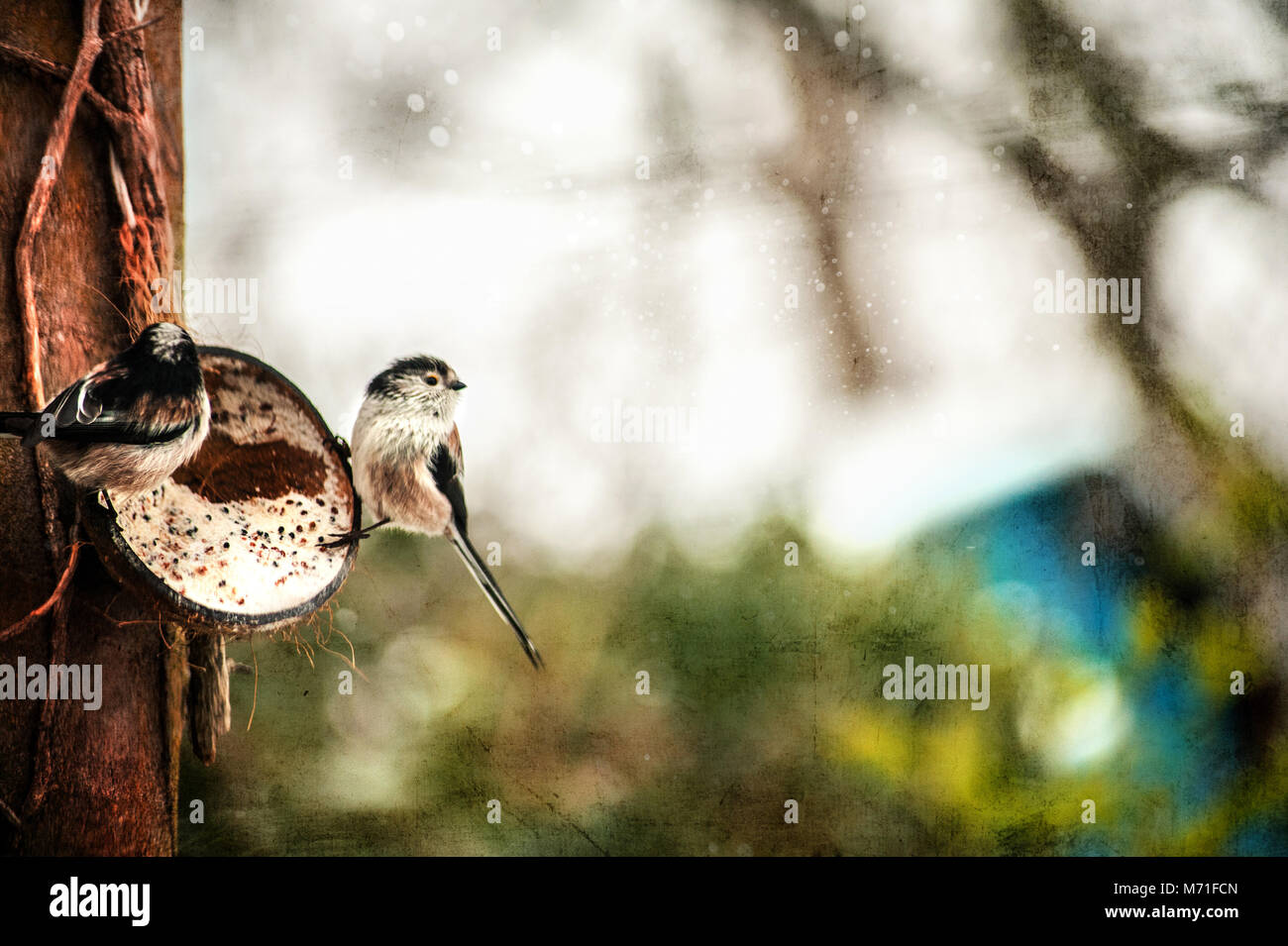 birds feeding in the winter garden Stock Photo
