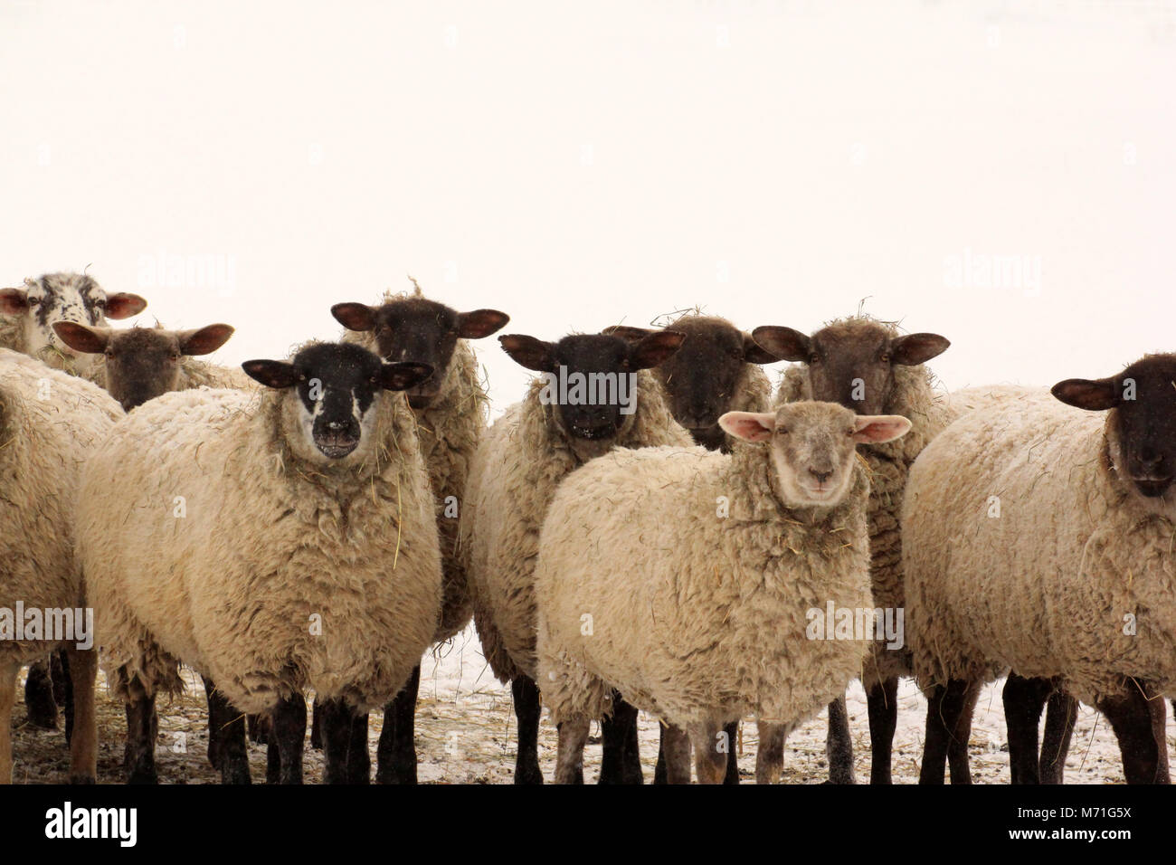 Flock of curious sheep looking on to see what's going on. Stock Photo