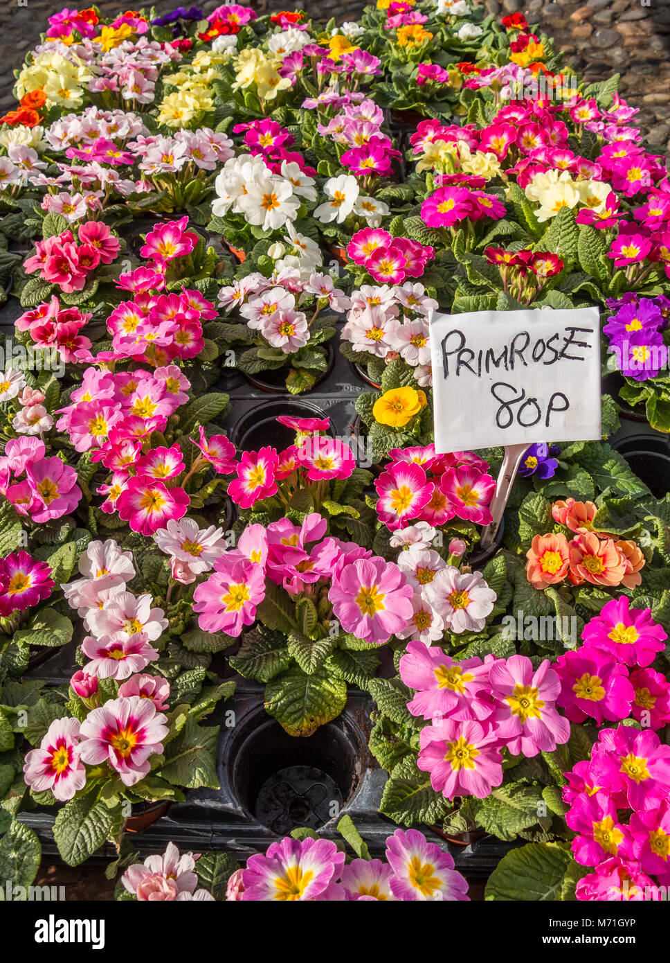 A bright display of mixed coloured Polyanthus (Primrose) plants for