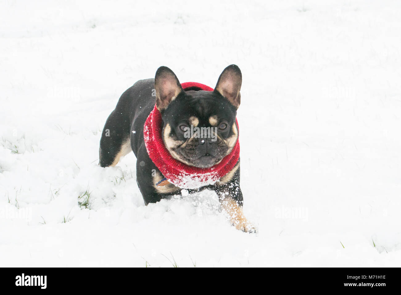 Diesel the French bulldog wrapped up out in the snow from beast from the east Stock Photo