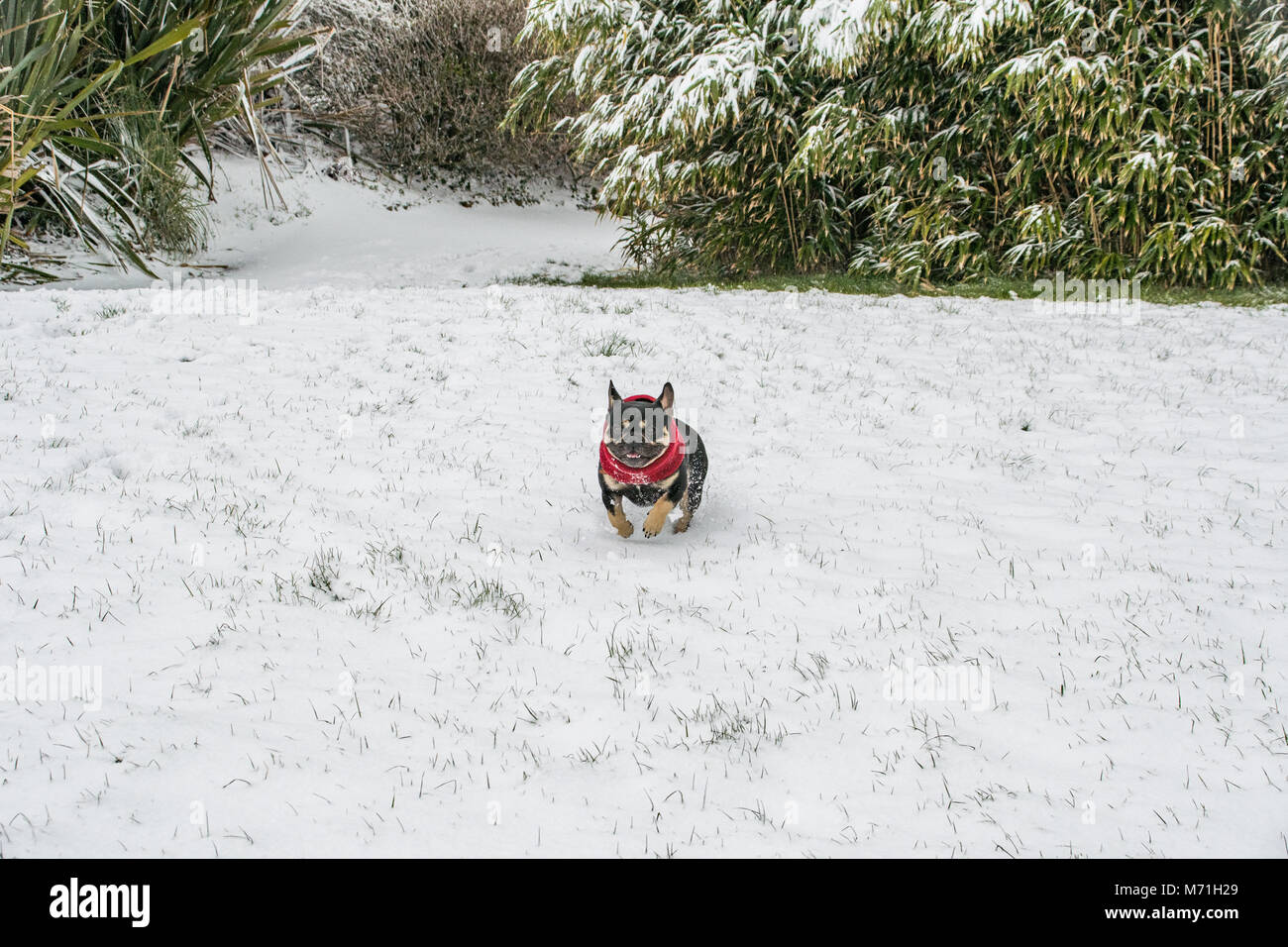 Diesel the French bulldog wrapped up out in the snow from beast from the east Stock Photo