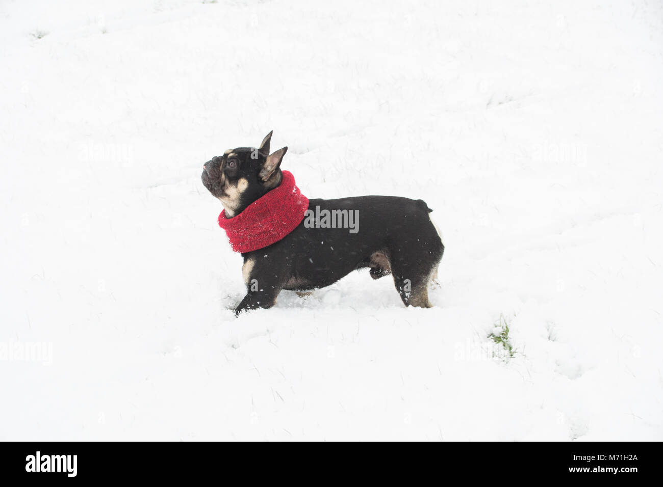 Diesel the French bulldog wrapped up out in the snow from beast from the east Stock Photo