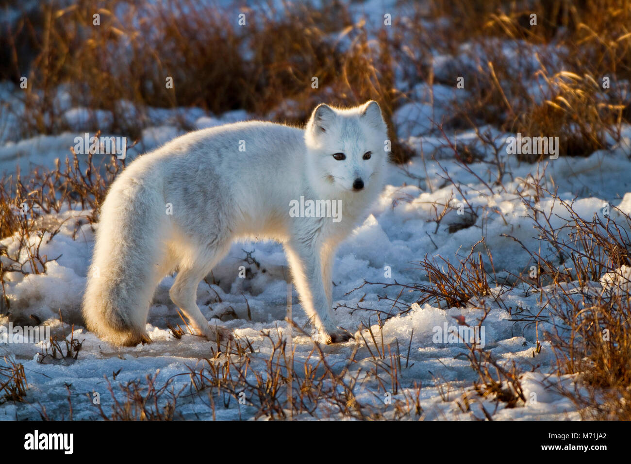 01863-01302 Arctic Fox (Alopex lagopus) in snow in winter, Churchill Wildlife Management Area, Churchill, MB Canada Stock Photo