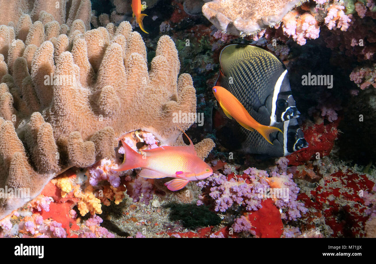 Underwater scene. Seascape. Picture was taken in the North of Maldives Stock Photo