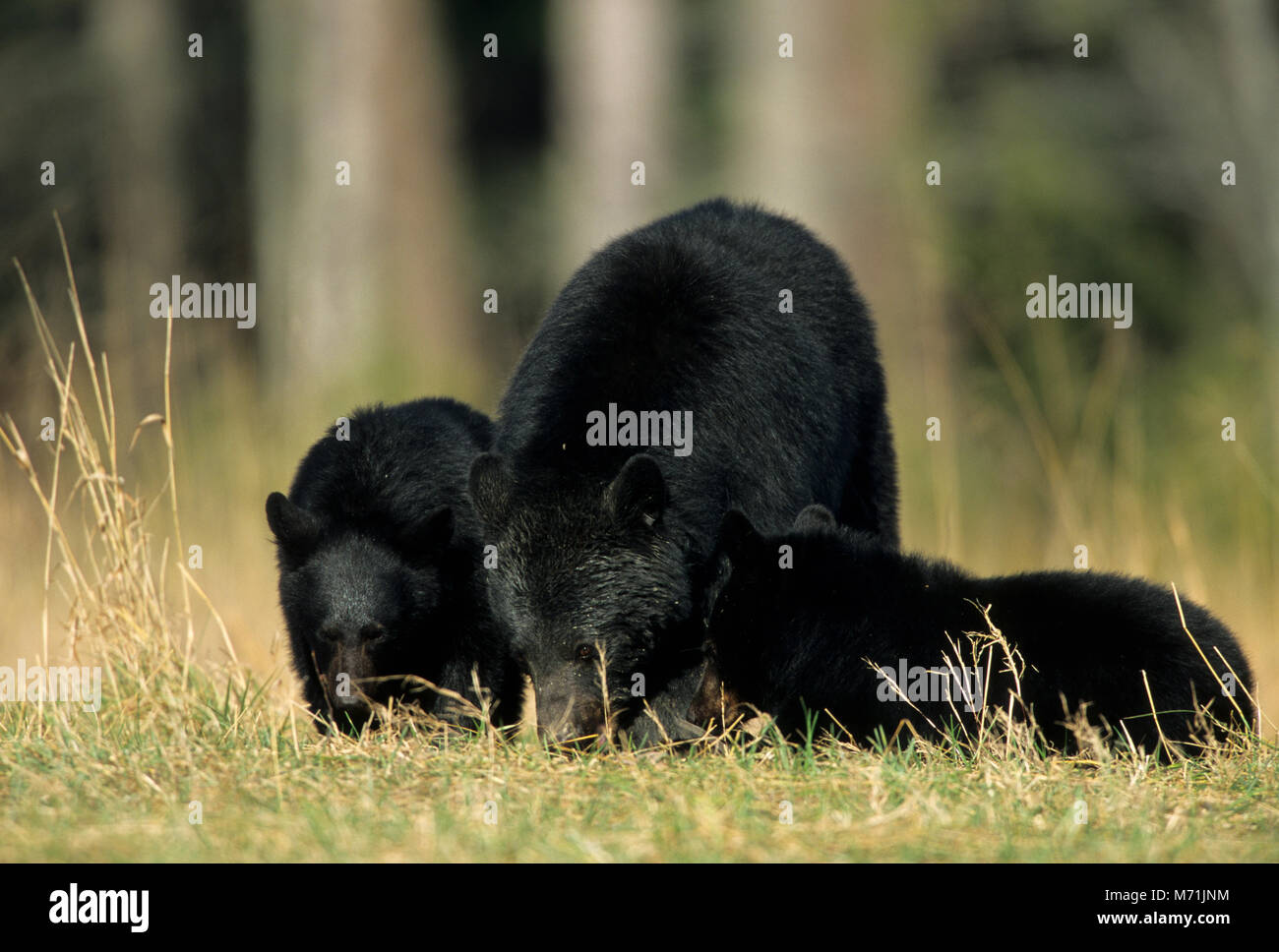 01872-00807  Black Bear (Ursus americanus) female with cubs (2) eating walnuts Great Smoky Mountains NP  TN Stock Photo