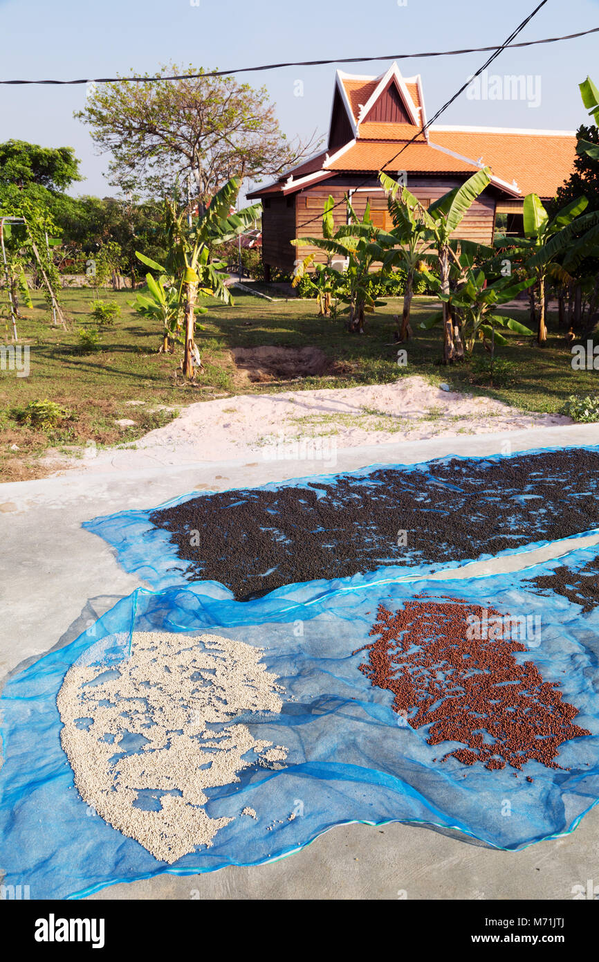 Kampot Pepper white, red and black peppercorns drying in the sun on a
