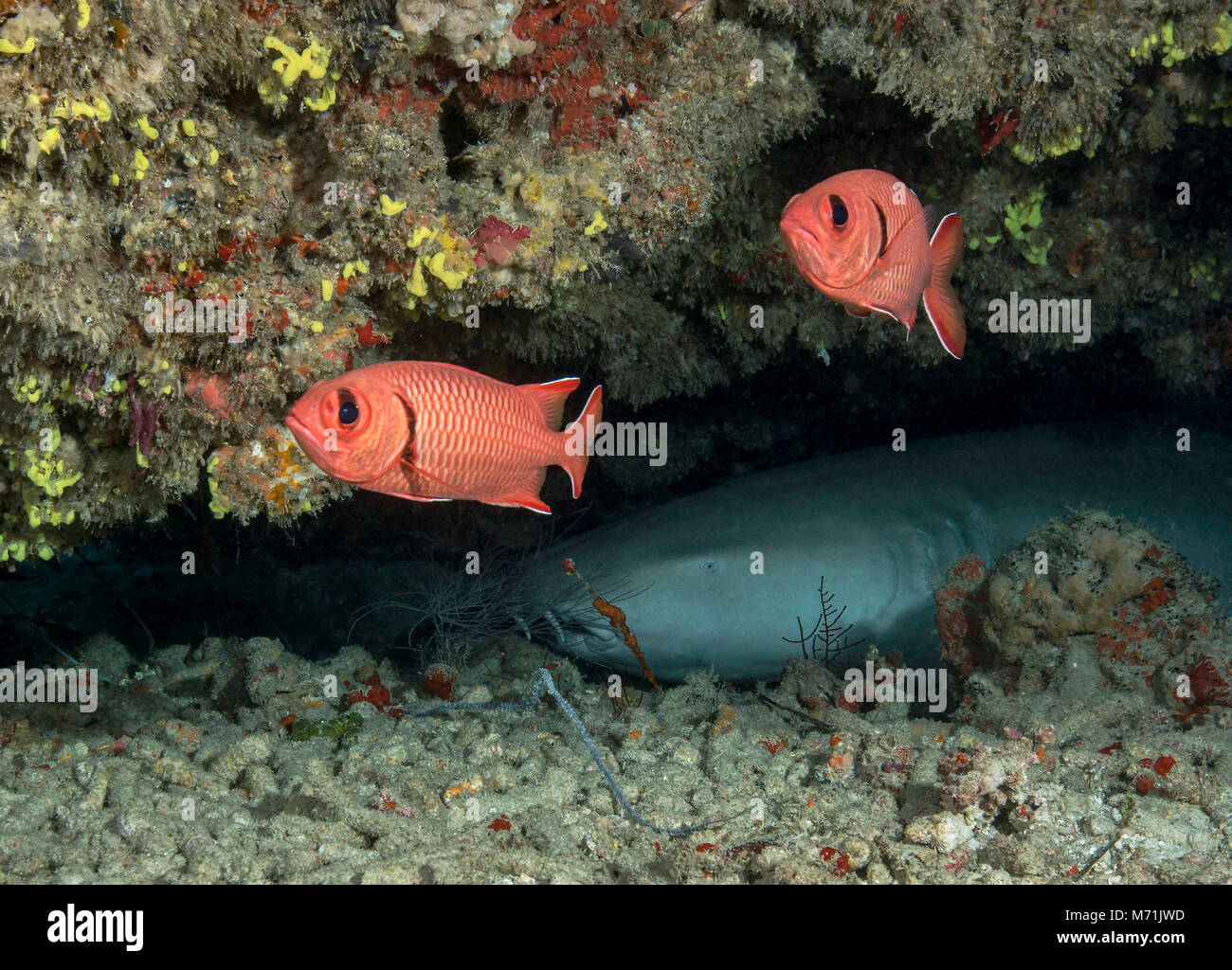 Sleeping  Nurse Shark (Ginglymostoma cirratum). Picture was taken in the North of Maldives Stock Photo
