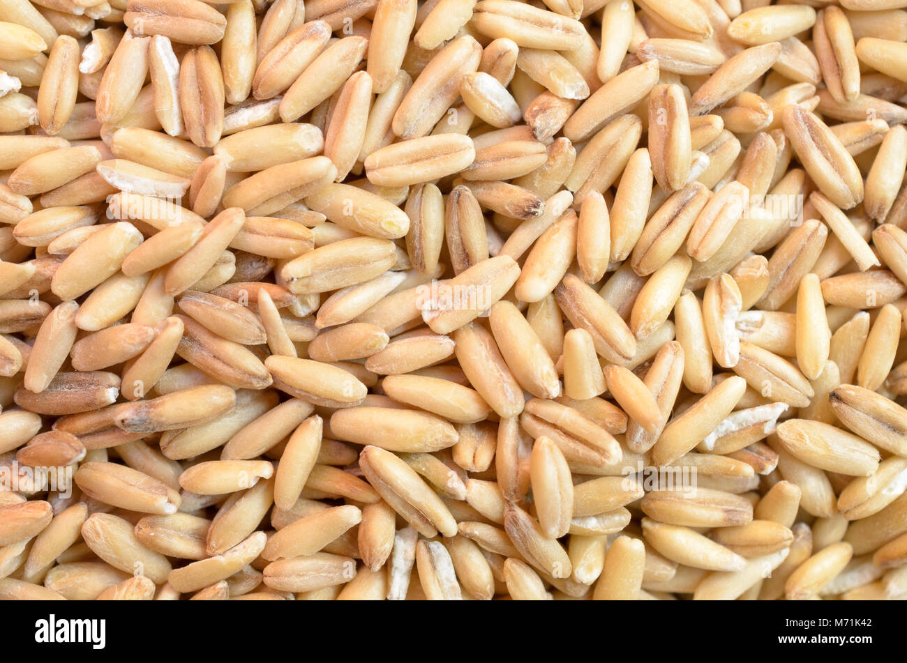 Cereal crops hires stock photography and images Alamy