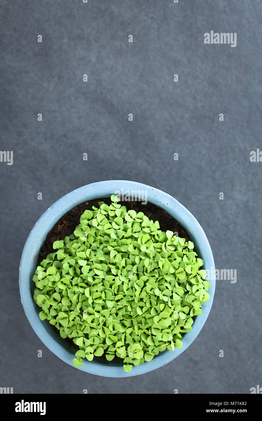 Many small basil seedlings in pot, photographed overhead on slate (Selective Focus, Focus on the