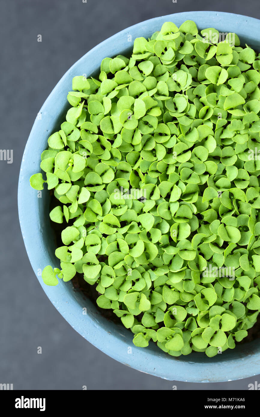 Many small basil seedlings in pot, photographed overhead on slate (Selective Focus, Focus on the