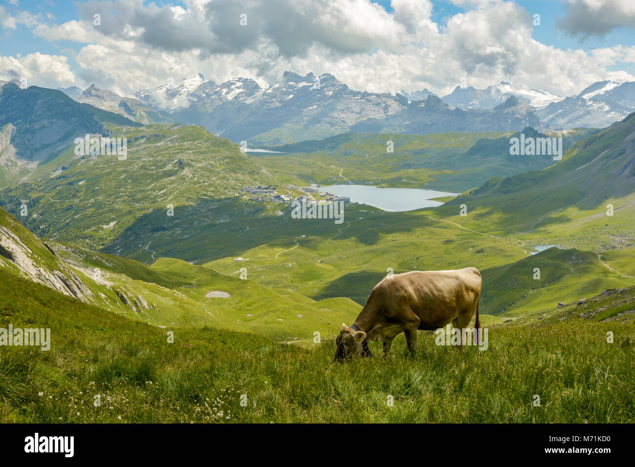 Grazing cow in Swiss Alps near Melchsee Frutt Stock Photo - Alamy