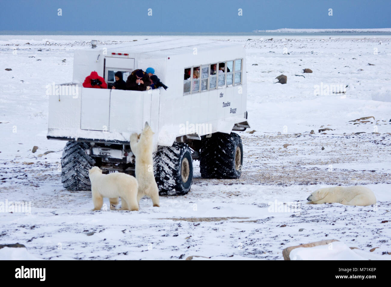 Ugabuga* - Casual Polar Bear